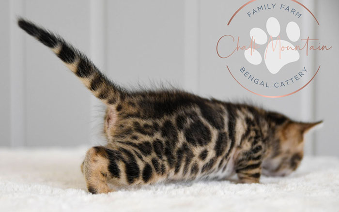 bengal kittens for sale